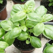 What is cinnamon basil? How to plant cinnamon basil in order to burst the sowing time