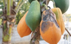 Anthracnose, the main disease of papaya fruit, what causes anthracnose and how to control it?