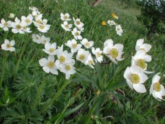 What is anemone? Introduction to planting methods and Flower cultivation of Anemone