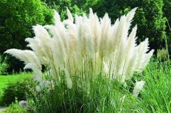 What does a feather Reed look like? Soil requirements of feather Reed growing area