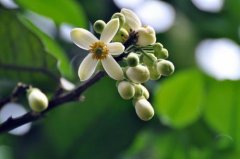 What is the use of grapefruit flowers? Pomelo flowers can be made into sparkling drinks in addition to tea.