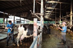 The prospect of economic development of dairy cattle is good, and the increase of milk yield of dairy cattle is why diseased cows produce milk treatment.