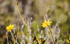 What does a desert sunflower look like? What are the notes on how to plant desert sunflowers?