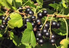 What kind of plant is blackcurrant? What are the uses and effects of blackcurrant leaves?