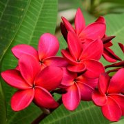 How to plant red frangipani trees? Pot planting technique of red egg flower nursing method at the end of flowering period