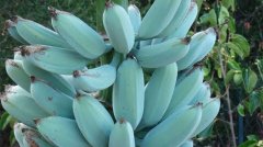 What is a blue Java banana? Is there a blue banana? what does the blue banana taste like?