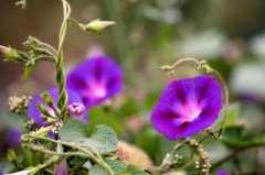 The introduction of morning glory, how to control the number of morning glory, how to eliminate morning glory weeds