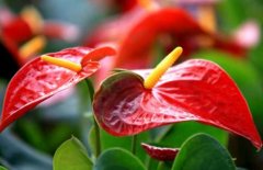 What is the nursing knowledge of Anthurium andraeanum? How to nurse Anthurium andraeanum? how to blossom and how to care?