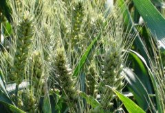 Can I keep wheat at home? How to grow wheat at home the correct way to grow wheat at home