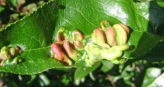 How are peach scab and leaf curl treated? Brown rot and bacterial canker disease symptoms and treatment