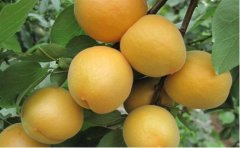 What causes apricot scab? How to prevent and control the scab formation of apricot