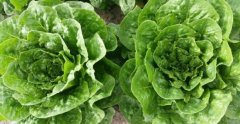 Introduction of a new variety of crispy lettuce and matters needing attention in the cultivation of crispy lettuce.