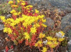 How to plant Sedum sedum? The planting techniques of Sedum sedum what are the popular varieties of Sedum