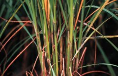 How to control rice diseases at heading stage and how to control rice stem borer?