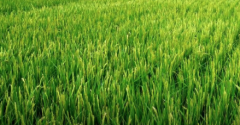 The rice policy promotes the first-stage rice rotation and the second-stage conversion to landscape crops to stabilize rice production and marketing.