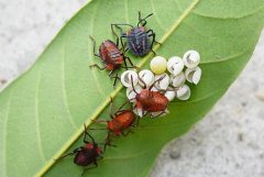 How to deal with the eggs of litchi stink bugs? The flat-bellied wasp still needs to be matched with physical control methods.