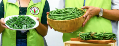 Taichung 6, a new bean variety, has high yield and great potential for export to Japan.