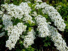 Is Spiraea a deciduous shrub? What are the varieties and characteristics of Spiraea?