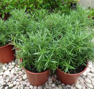 How to grow rosemary indoors? How to deal with diseases and insect pests under planting conditions of Rosemary