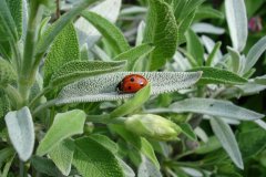 Is sage easy to grow? How to grow and harvest sage How to care for sage