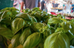 French sweet basil variety Marseilles basil, what is Marseilles basil and how to plant Marseilles basil?