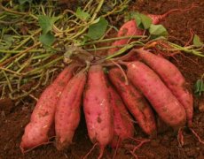 How about mechanized sweet potato harvesting? Mechanized sweet potato harvesting, vine removal, simple and efficient excavation