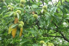 When is the history of chestnut planting? How to plant chestnut trees and how to nurse and feed the soil?