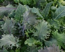 When and how to plant kale seeds and what is the watering method?