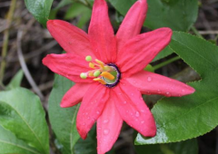 What kind of plants are passion flowers? What are some common passionflower plants?