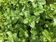 How to deal with the strong fecundity of wild mint varieties? Matters needing attention in medicinal use of peppermint plants