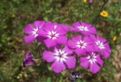 Drummond's Phlox plants, points for attention in the annual Fulukao planting method in the garden