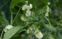 Introduction of garden pea planting plan, pea interplanting plan and pea cropping method