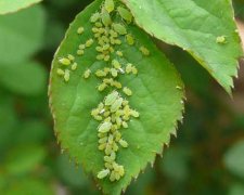 What are the main host plants for aphids? Symptoms of Aphid Damage to Plants Prevention Issues