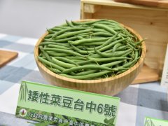 Taiwan dwarf bean Taichung 6, a potential stock for export, was planted in Gaoping District.