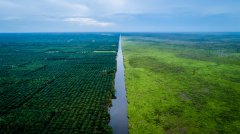 Loss of 3.6 million hectares of virgin forest in 2018 for economic commodities such as beef and palm oil