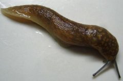 What are the main parasitic plants of slugs and snails? How to prevent and manage slugs and snails