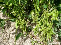 Plant characters of New legume Green manure crop varieties Green manure Soybean Tainan 4 and Tainan 4