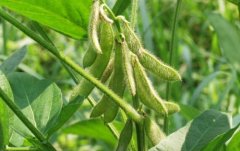 Advantages, cultivation methods and matters needing attention of Tainan 4, a new soybean green manure variety