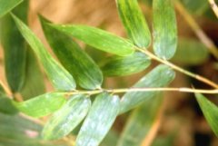 What are the diseases in the period of cultivation and management of green bamboo? The symptom of mosaic disease of green bamboo and the effect of ecology on green bamboo