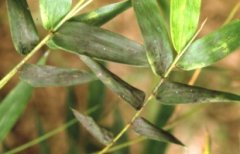 Four common diseases and insect pests of bamboo are introduced, and the causes and symptoms of bamboo diseases and insect pests are explained.