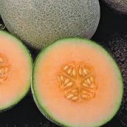 Hami melon varieties Ambrosia ragweed melon introduction, ragweed melon nutritional value application