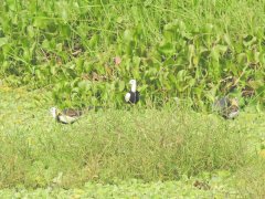 From the habitat of water pheasant to see the state of agricultural conservation environment, the crisis brought by population aging is very big