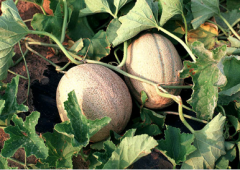 Cantaloupe prolific varieties fast break Fast Break, fast break cantaloupe planting techniques and questioning matters