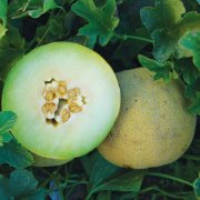 What is the name of the green melon? What are the characteristics of Galia Siegel cantaloupes?