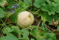 What are the varieties of cantaloupe? Introduction of black eyebrow red heart crisp yolk egg snow red Jiashi cantaloupe