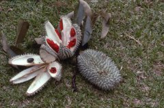 Durian variety introduction big flower durian, big flower durian characteristics distribution area can be planted