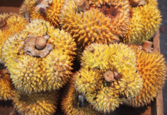 The origin of the name of Gutai durian picture, why is Gutai durian expensive? what are the characteristics?