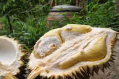 According to the characteristics of long-handle durian in Thailand, how much is the flesh taste and price of durian in Thailand?