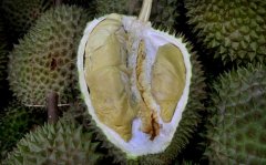 What skills should I pay attention to when buying durian? Introduction to the characteristics of durian pulp of Maoshanwang Golden Phoenix D24