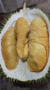 Class A Malaysia D101 red meat gold durian introduction, d24 D28 Sultan king durian gold pillow is what kind